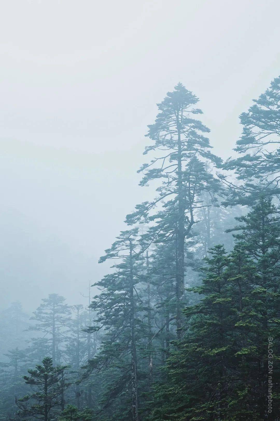 美人鱼游玩